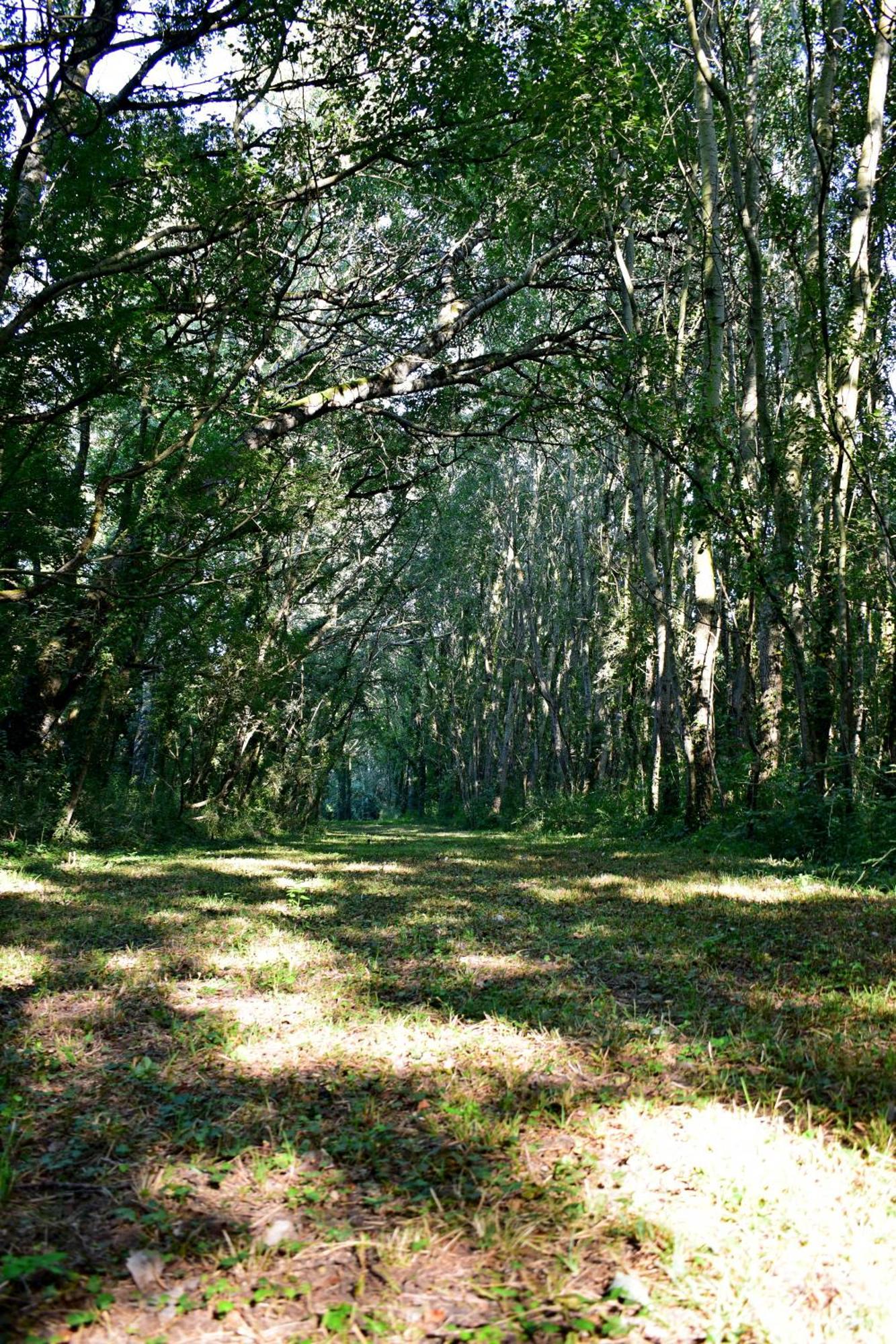 L'Oree Du Bois Gaubau Saint-Georges-sur-Layon Buitenkant foto